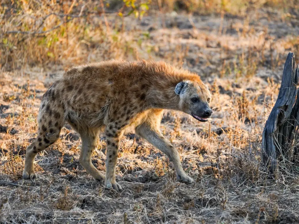 a3.com foot massage therapy 08